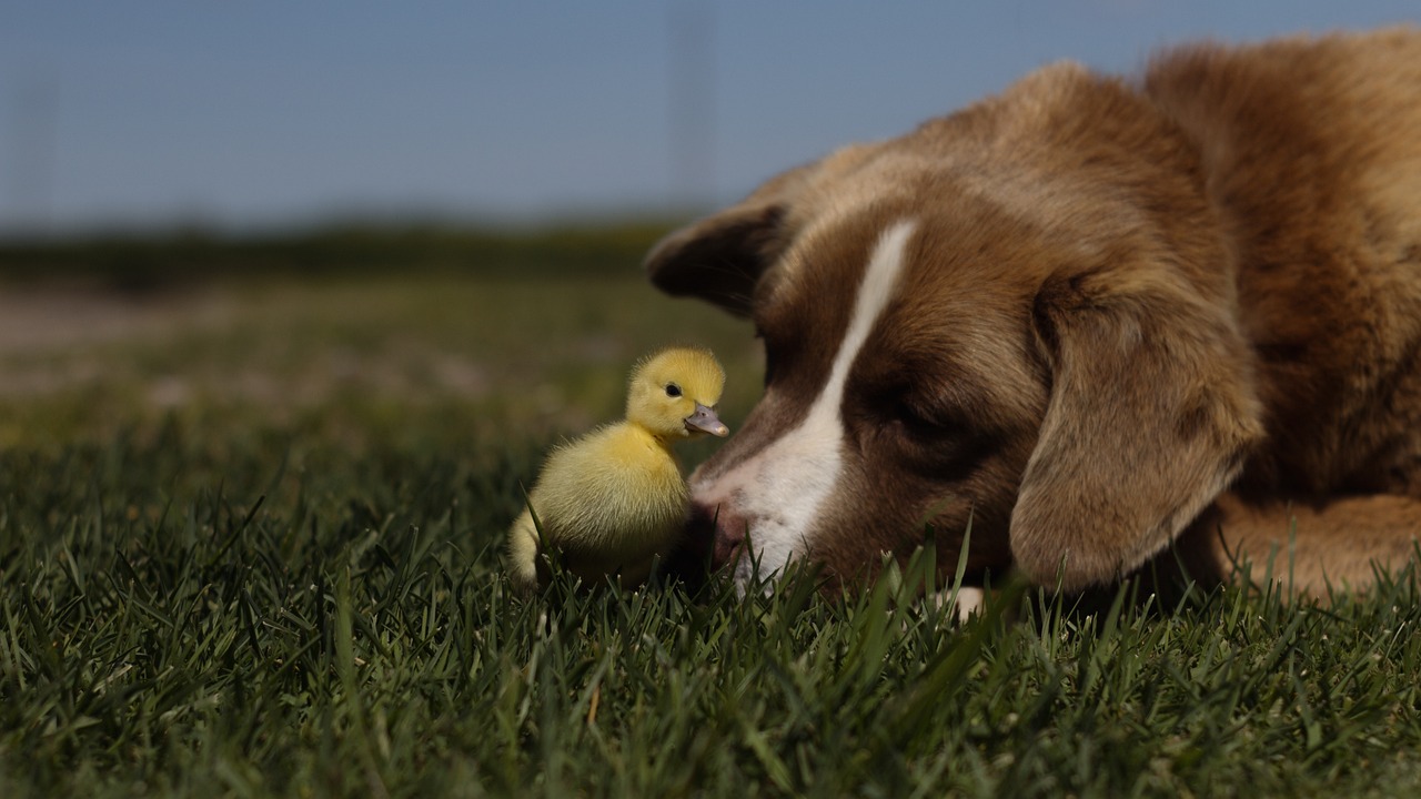 The Popularity of Pet-Friendly Travel Destinations